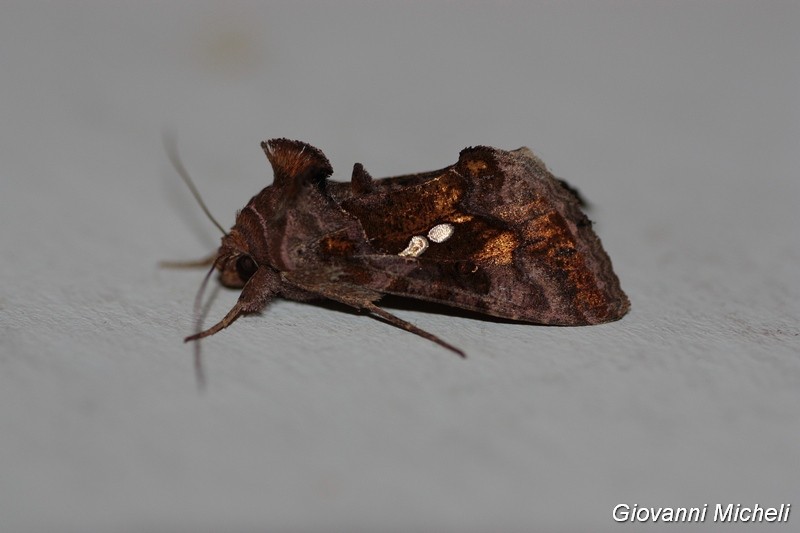 Chrysodeixis chalcites Noctuidae